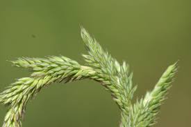 Attēlu rezultāti vaicājumam “Phleum phleoides”