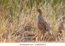 Attēlu rezultāti vaicājumam “Perdix perdix”