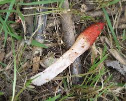 Attēlu rezultāti vaicājumam “Mutinus ravenelii”