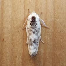 Attēlu rezultāti vaicājumam “Elachistidae”