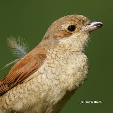 Attēlu rezultāti vaicājumam “Lanius collurio juvenile”