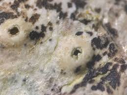 Attēlu rezultāti vaicājumam “Arthonia vinosa”