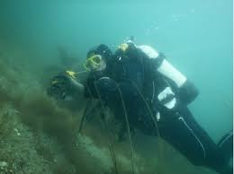 Image result for Harbour Lights Snorkelling Club (HLSC)