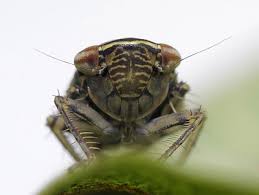 Attēlu rezultāti vaicājumam “Paramesus obtusifrons”