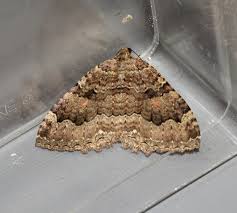 Attēlu rezultāti vaicājumam “Hydria cervinalis”