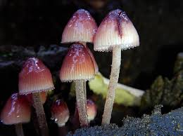 Attēlu rezultāti vaicājumam “Mycena haematopus”