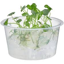 Attēlu rezultāti vaicājumam “Hydrocotyle vulgaris bud”