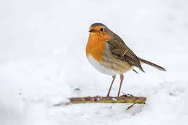 Attēlu rezultāti vaicājumam “Erithacus rubecula nest”