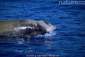 Image result for Ziphius cavirostris