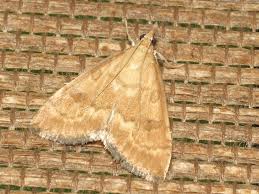 Attēlu rezultāti vaicājumam “Udea fulvalis”