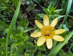 Attēlu rezultāti vaicājumam “Ranunculus repens flower”