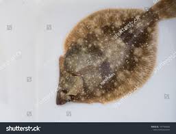 Image result for Hippoglossoides platessoides