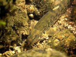 Attēlu rezultāti vaicājumam “Barbatula barbatula”