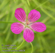 Attēlu rezultāti vaicājumam “Geranium palustre”