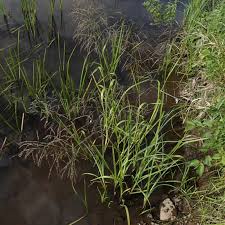 Attēlu rezultāti vaicājumam “Glyceria lithuanica”