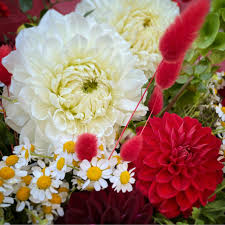 Attēlu rezultāti vaicājumam “Matricaria chamomilla flower”