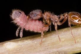 Attēlu rezultāti vaicājumam “Maculinea alcon underside”