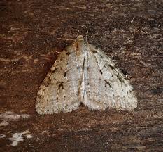 Attēlu rezultāti vaicājumam “Epirrita sp.”