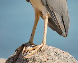 Image result for Nycticorax nycticorax