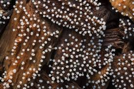 Attēlu rezultāti vaicājumam “Physarum diderma spores”