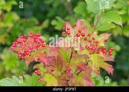 Attēlu rezultāti vaicājumam “Viburnum opulus fruit”