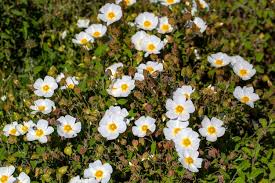 Attēlu rezultāti vaicājumam “Cistaceae”