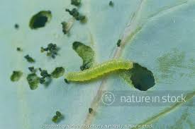 Attēlu rezultāti vaicājumam “Pieris rapae larva”