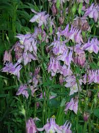 Image result for Aquilegia vulgaris
