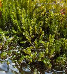 Attēlu rezultāti vaicājumam “Palustriella falcata”