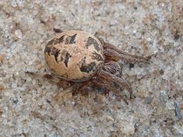 Attēlu rezultāti vaicājumam “Larinioides cornutus”