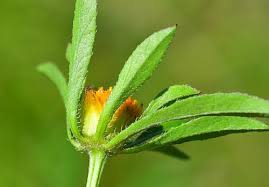 Attēlu rezultāti vaicājumam “Bidens frondosa flower”