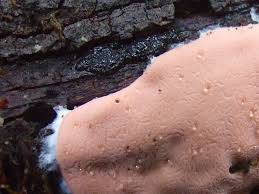 Attēlu rezultāti vaicājumam “Dianemataceae”