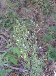 Attēlu rezultāti vaicājumam “Lactuca tatarica leaf”