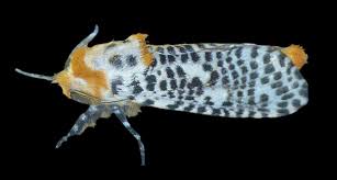 Attēlu rezultāti vaicājumam “Cossidae”