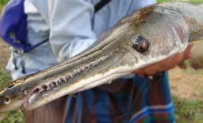 Image result for Garstang A S C