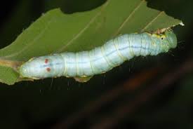 Attēlu rezultāti vaicājumam “Ptilodon capucina larva”