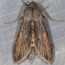 Attēlu rezultāti vaicājumam “Cucullia umbratica”