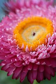 Image result for Helichrysum bracteatum