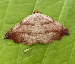 Attēlu rezultāti vaicājumam “Laspeyria flexula”