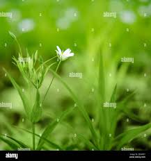 Attēlu rezultāti vaicājumam “Cerastium arvense flower”