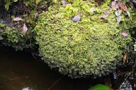 Attēlu rezultāti vaicājumam “Odontoschisma denudatum”