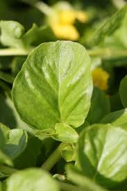 Attēlu rezultāti vaicājumam “Lysimachia nummularia leaf”