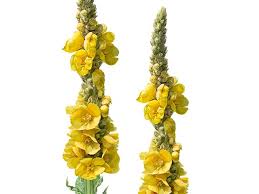 Attēlu rezultāti vaicājumam “Verbascum densiflorum flower”