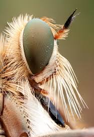 Attēlu rezultāti vaicājumam “macro”