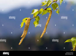 Attēlu rezultāti vaicājumam “Betula pubescens flower”