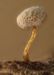 Attēlu rezultāti vaicājumam “Diderma crustaceum spores”