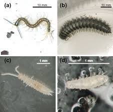 Attēlu rezultāti vaicājumam “Myriapoda”