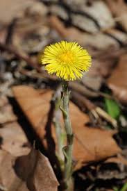 Attēlu rezultāti vaicājumam “Tussilago farfara fruit”