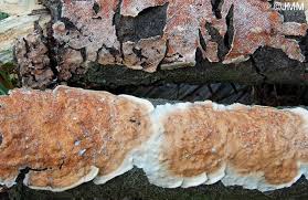 Attēlu rezultāti vaicājumam “Gloeoporus taxicola”