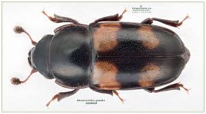 Attēlu rezultāti vaicājumam “Glischrochilus grandis”